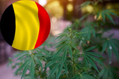 Belgiens Weg zur Legalisierung von Cannabis
