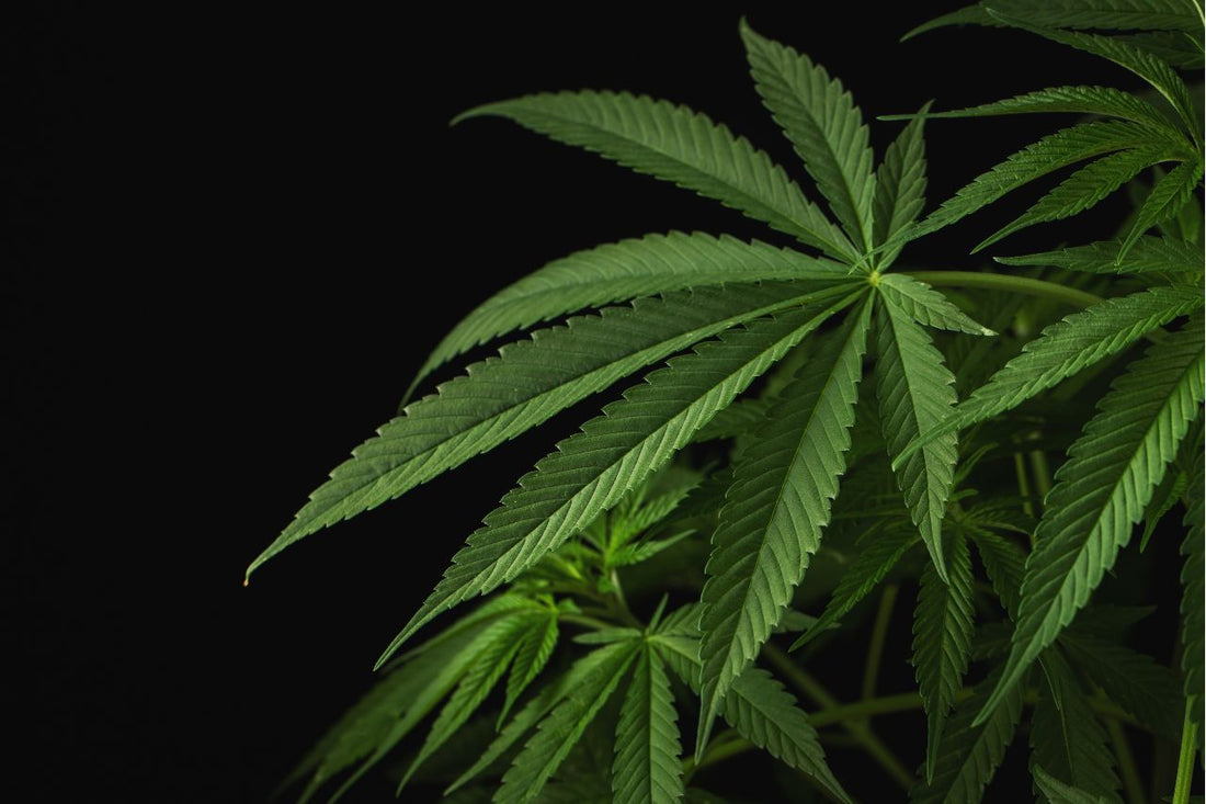 Cannabis-Blätter