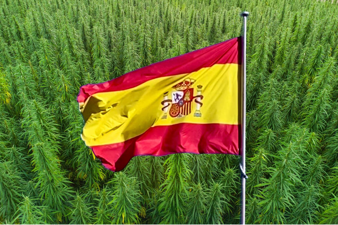 Die Flagge von Spanien vor einem Hanffeld