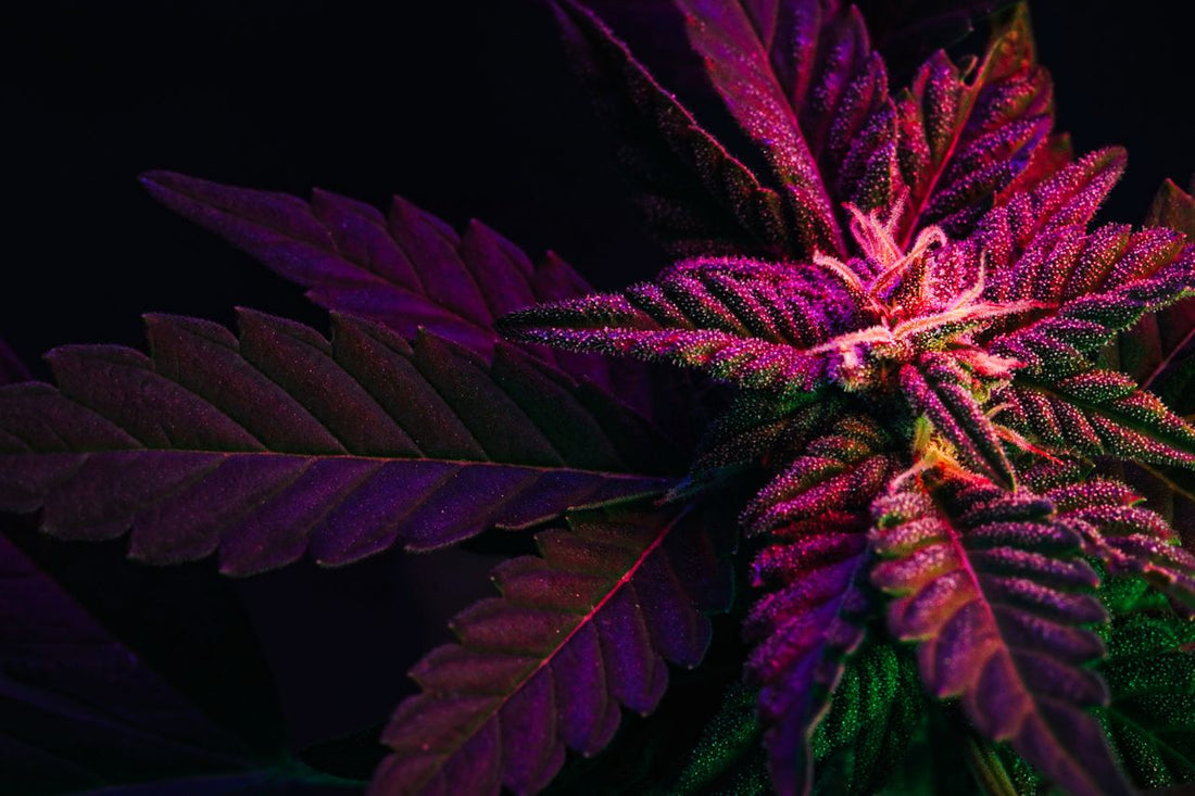 Violettes Cannabis-Blatt