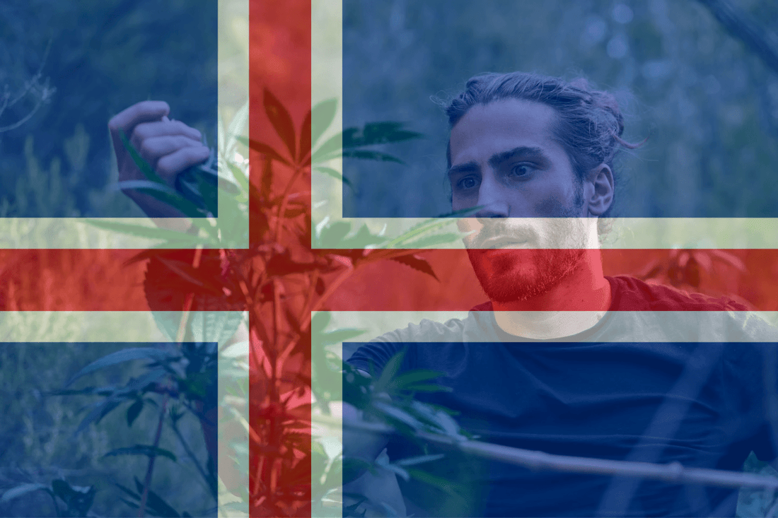 Island schlägt medizinisches Cannabis-Pilotprojekt vor