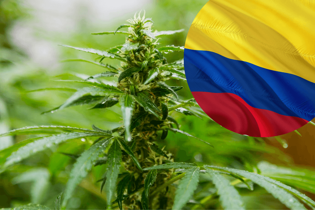 Kolumbiens Cannabis-Exportbestimmungen
