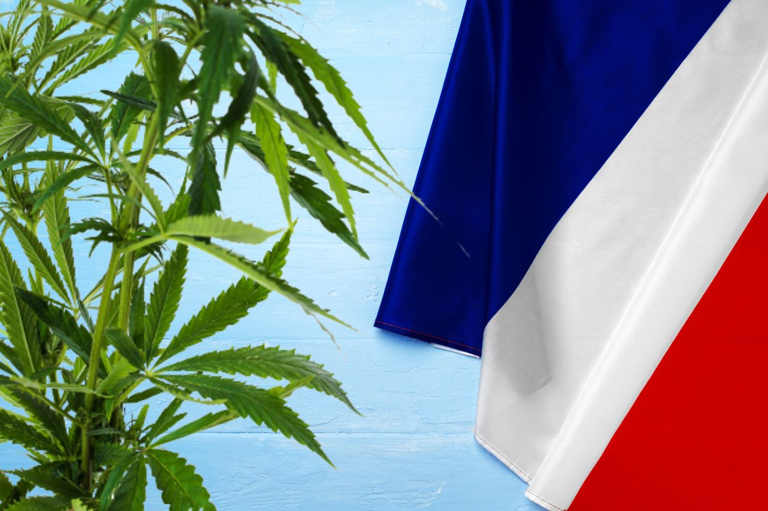 Cannabispflanze und Flagge von Frankreich