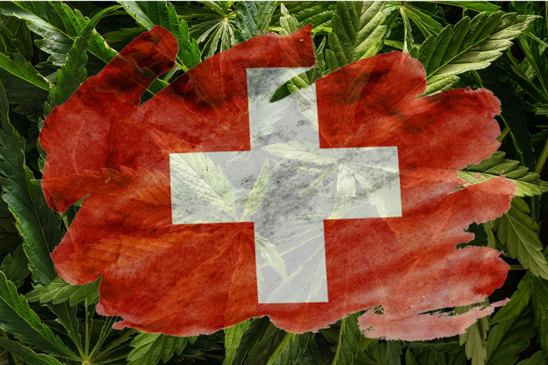 Schweizer Flagge mit Cannabispflanze auf dem Hintergrund