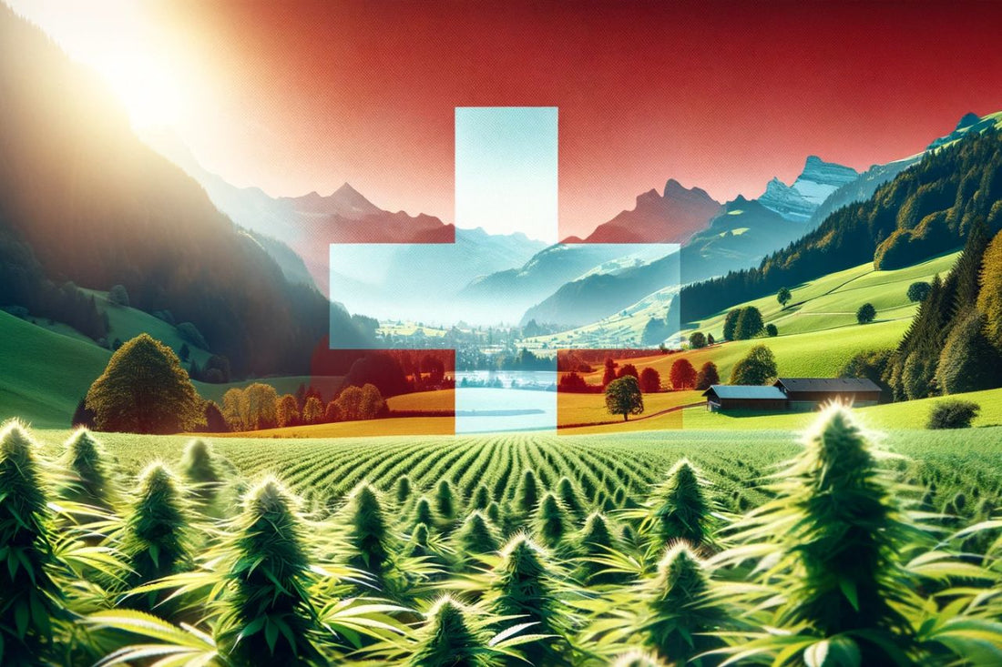 Cannabisfarm in der Schweiz