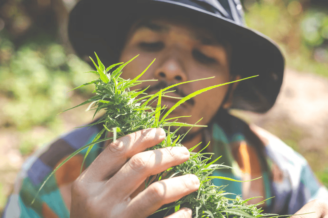 Thailands Cannabis-Legalisierung