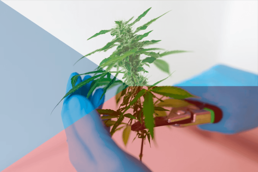Tschechische Cannabislegalisierung