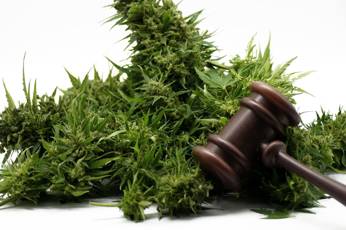 Vergleich der Cannabisgesetze: Luxemburg und Deutschland