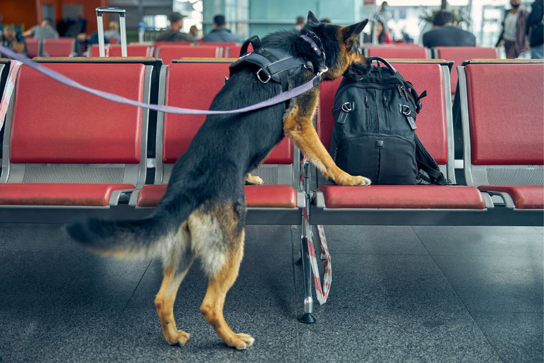 Polizeihund schnüffelt an einem Rucksack