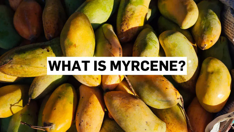 Was ist Myrcen?