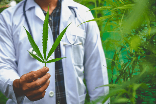 Zürich lanciert Cannabis-Studie "Züri Can": Ein Schritt in Richtung einer modernen Drogenpolitik