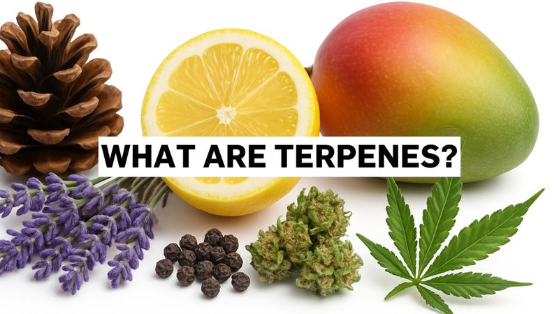 Was sind Terpene?