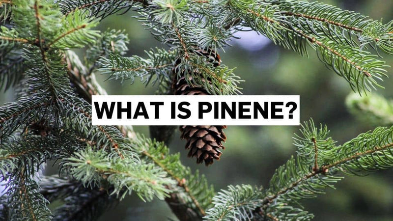 Was ist Pinen?